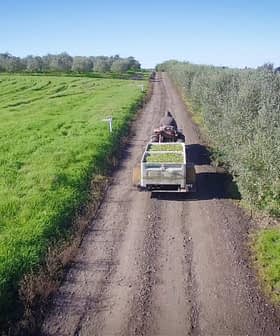 Trattore che traina un rimorchio carico di prodotti verdi su una strada sterrata attraverso un uliveto. Olive Oil Times