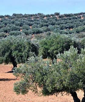 Un paisaje con hileras de olivos en un campo cultivado bajo un cielo azul claro. Olive Oil Times