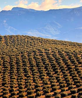 Aerial view of a large olive grove with rows of olive trees and distant mountains. - Olive Oil Times