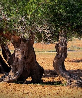 畑にある、太くて節くれだった幹を持つオリーブの木の群れ。 - Olive Oil Times