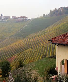 Paisagem de vinhedos com fileiras de videiras em socalcos e uma casa em primeiro plano. Olive Oil Times