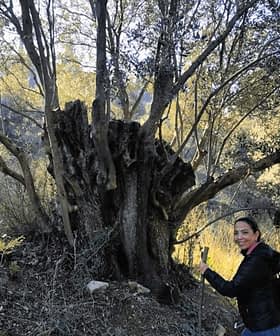 自然の中にある、節くれだった大きなオリーブの木の横に立っている人物。 - Olive Oil Times