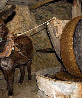 Un burro enganchado a un molino de aceite de oliva tradicional con una gran rueda de piedra. - Olive Oil Times