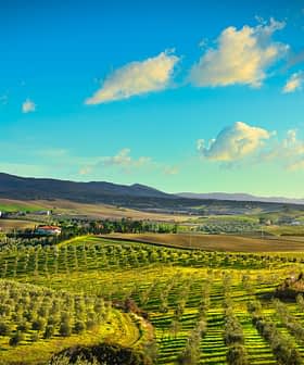 Mavi gökyüzü ve bulutlar altında Toskana'daki zeytinliklerin ve engebeli tepelerin panoramik manzarası. - Olive Oil Times