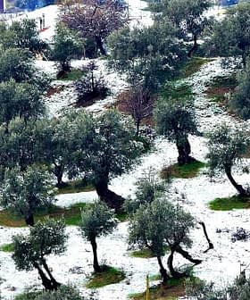 Olivos cubiertos de nieve en una ladera con algunas casas al fondo. - Olive Oil Times
