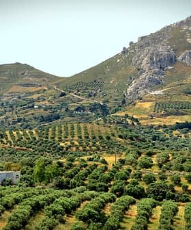 Paisagem extensa de olivais com colinas ondulantes e montanhas rochosas ao fundo. - Olive Oil Times
