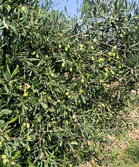 Rami di ulivo con olive verdi che crescono su di essi in un campo. - Olive Oil Times