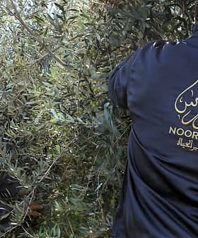 Dos trabajadores con chaquetas oscuras recogen aceitunas de un olivo en un campo. - Olive Oil Times