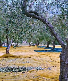オリーブの収穫のために地面に黄色と青のネットが敷かれたオリーブの木。 - Olive Oil Times