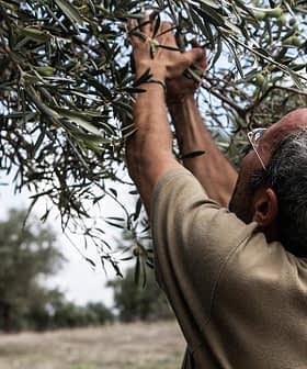 Un hombre se estira para recoger aceitunas de un árbol en un olivar. - Olive Oil Times