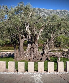 绿地中一棵古老的橄榄树，被石头结构环绕。 - Olive Oil Times