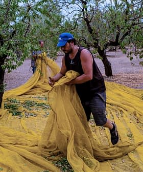 Človek v modri kapici nabira olive na rumeni mreži, razpeti pod oljkami. - Olive Oil Times