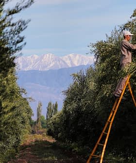 Un individu utilise une échelle pour récolter des olives d'un arbre dans une oliveraie. Olive Oil Times