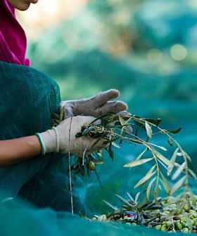 Persona che indossa guanti e raccoglie le olive da un ramo, seduta su una rete verde. Olive Oil Times