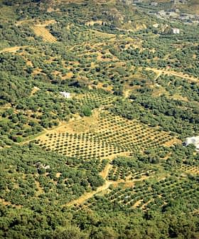 鸟瞰一片广阔的橄榄树林，树木整齐地排列成排。 - Olive Oil Times