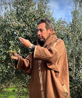 Un homme vêtu d'un manteau marron récoltant des olives sur un arbre dans une oliveraie. Olive Oil Times