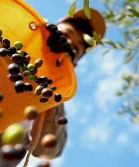 Individual collecting olives in an orange basket while standing under an olive tree. - Olive Oil Times
