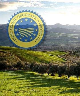 Sicilijanski krajolik s valovitim brežuljcima i stablima maslina s logotipom oznake zemljopisnog podrijetla. - Olive Oil Times