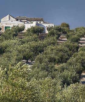 In Reihen angeordnete Olivenbäume mit einem weißen Bauernhaus im Hintergrund an einem Hang. - Olive Oil Times