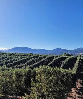 Olijfbomen in rijen gerangschikt met op de achtergrond de bergen zichtbaar onder een helderblauwe lucht. Olive Oil Times