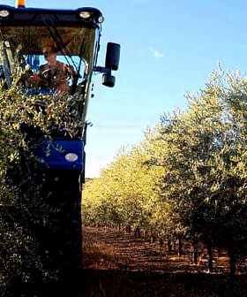 Bir korulukta zeytin ağaçlarının sıraları arasında çalışan zeytin hasat makinesi. - Olive Oil Times