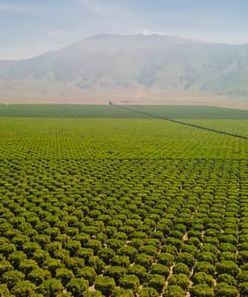 Vue aérienne de vastes champs agricoles verts avec des rangées de cultures sous un ciel clair. - Olive Oil Times