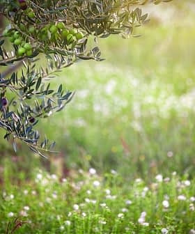 Ramo di un ulivo con olive verdi e sfondo sfocato di erba e fiori. - Olive Oil Times