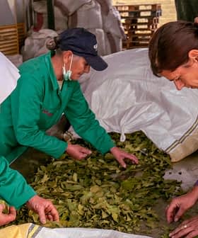 Drie personen sorteren bladeren op een tafel in een verwerkingsbedrijf. Olive Oil Times