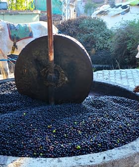 Hombre operando una prensa de aceitunas tradicional con un caballo al fondo y aceitunas en una palangana de piedra. - Olive Oil Times