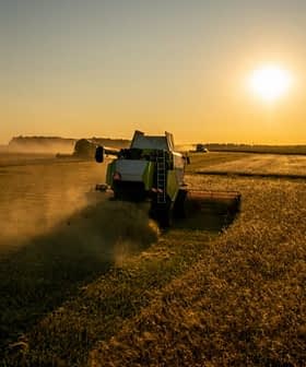 Uma máquina de colheita trabalhando em um campo durante o pôr do sol, com poeira subindo no ar. - Olive Oil Times