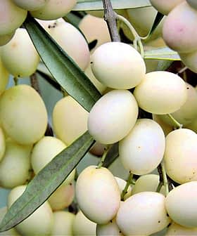 A cluster of green and yellow olive fruits hanging from a branch with leaves. - Olive Oil Times