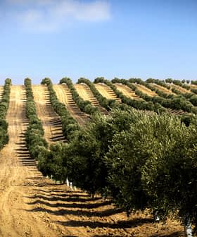 山坡上整齊排列著一排排橄欖樹的橄欖園景觀。 - Olive Oil Times