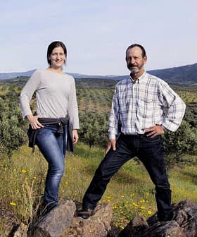 Een man en een vrouw staan ​​op rotsen in een olijfgaard met glooiende heuvels op de achtergrond. Olive Oil Times