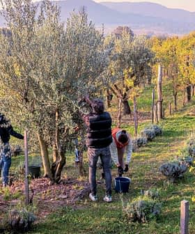 लोग दिन के समय एक बगीचे में पेड़ों से जैतून की फसल तोड़ रहे हैं। - Olive Oil Times