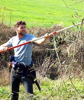 Un homme utilise une longue perche pour tailler des oliviers dans un champ. Olive Oil Times