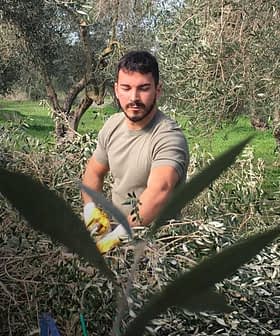 オリーブの木々に囲まれた林でオリーブを収穫している緑のシャツを着た男性。 - Olive Oil Times
