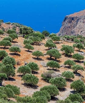 Olivenbäume in einem Hain angeordnet mit Blick auf das blaue Meer im Hintergrund. - Olive Oil Times