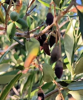 Close de um galho de oliveira com folhas verdes e azeitonas escuras. - Olive Oil Times