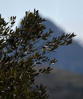 Close-up van een olijfboomtak met een berg op de achtergrond. Olive Oil Times