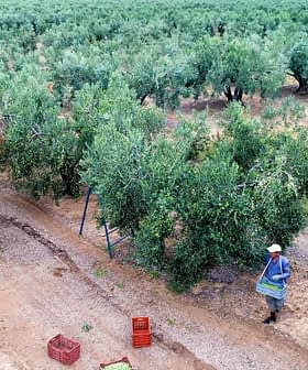 Un ouvrier dans une oliveraie portant un panier tout en récoltant les olives des arbres. - Olive Oil Times
