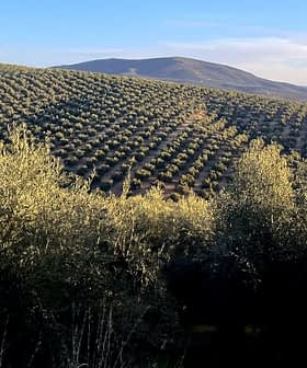 Εκτεταμένα ελαιόδεντρα σε κυματιστούς λόφους κάτω από έναν καθαρό ουρανό. - Olive Oil Times