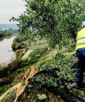 Un individu portant un gilet de sécurité jaune taille un olivier sur une colline surplombant une rivière. Olive Oil Times