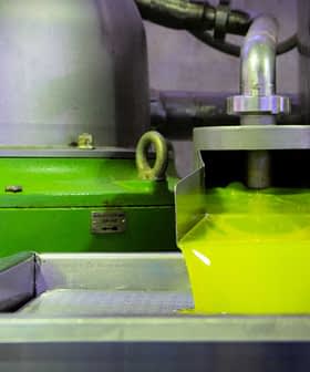 Olio d'oliva appena estratto che scorre da una macchina in un contenitore durante il processo di produzione. - Olive Oil Times