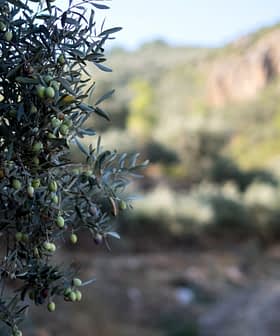 Krupni plan grane masline s nezrelim maslinama na zamućenoj pozadini maslinika. - Olive Oil Times