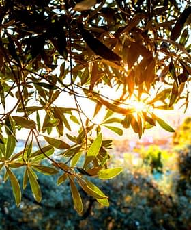 La luz del sol filtrándose entre las hojas de un olivo en un entorno natural. - Olive Oil Times
