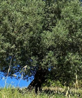 Un ulivo con una chioma fitta e foglie verdi in un ambiente naturale all'aperto. - Olive Oil Times