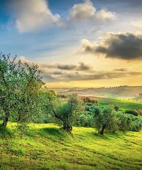 Una vista panoramica di un uliveto con dolci colline sotto un cielo al tramonto. - Olive Oil Times