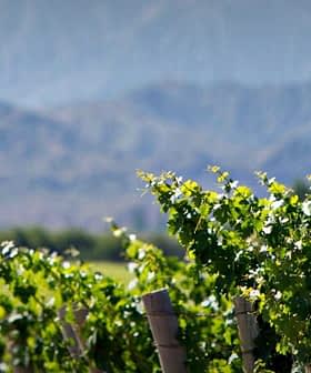 Reihen von Weinreben wachsen in einem Weinberg mit Bergen im Hintergrund. - Olive Oil Times