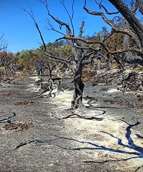 Un paysage d'arbres brûlés et de terre calcinée dans une zone forestière après un incendie de forêt. - Olive Oil Times