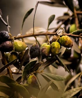 水滴が付いた緑と黒のオリーブが描かれたオリーブの枝のクローズアップ。 - Olive Oil Times